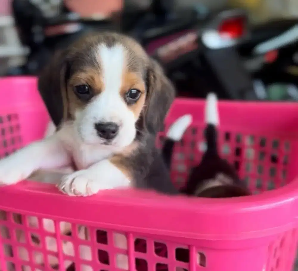 JUAL ANJING BEAGLE PUPPY