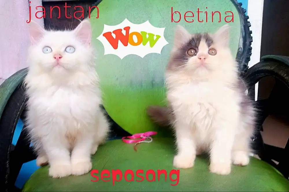 Kitten sepasang