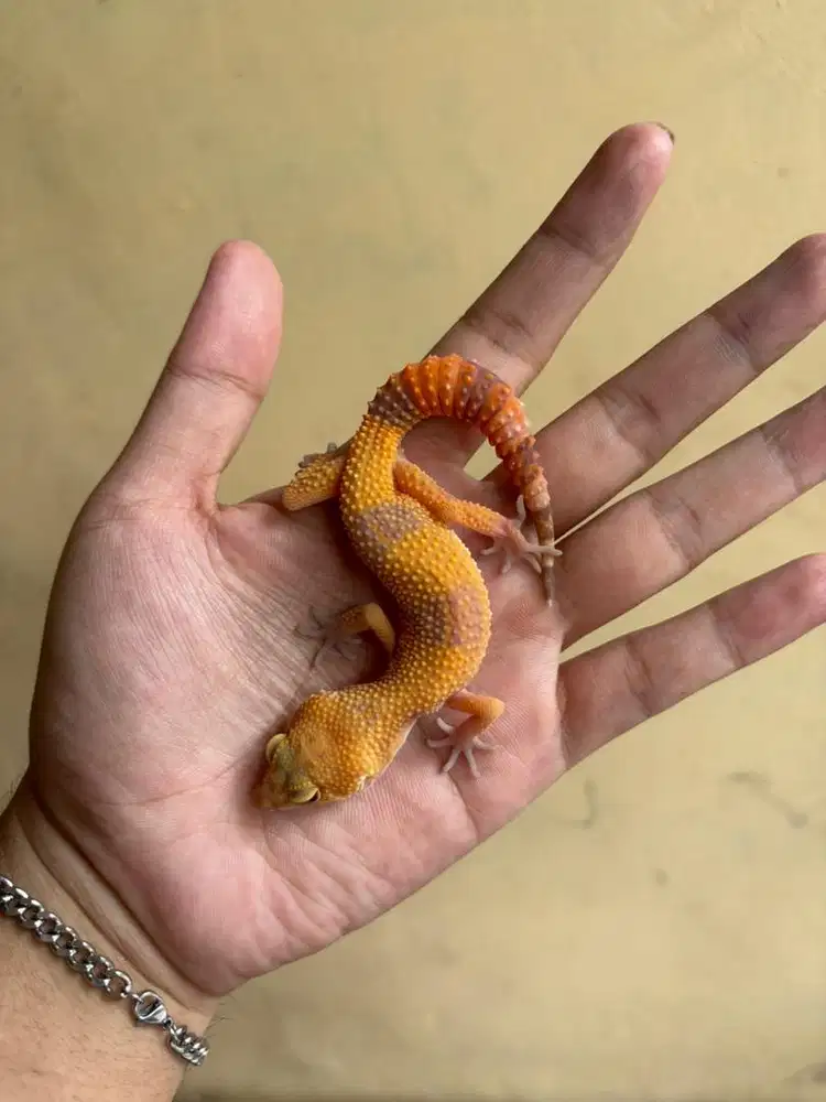 leopard gecko juve