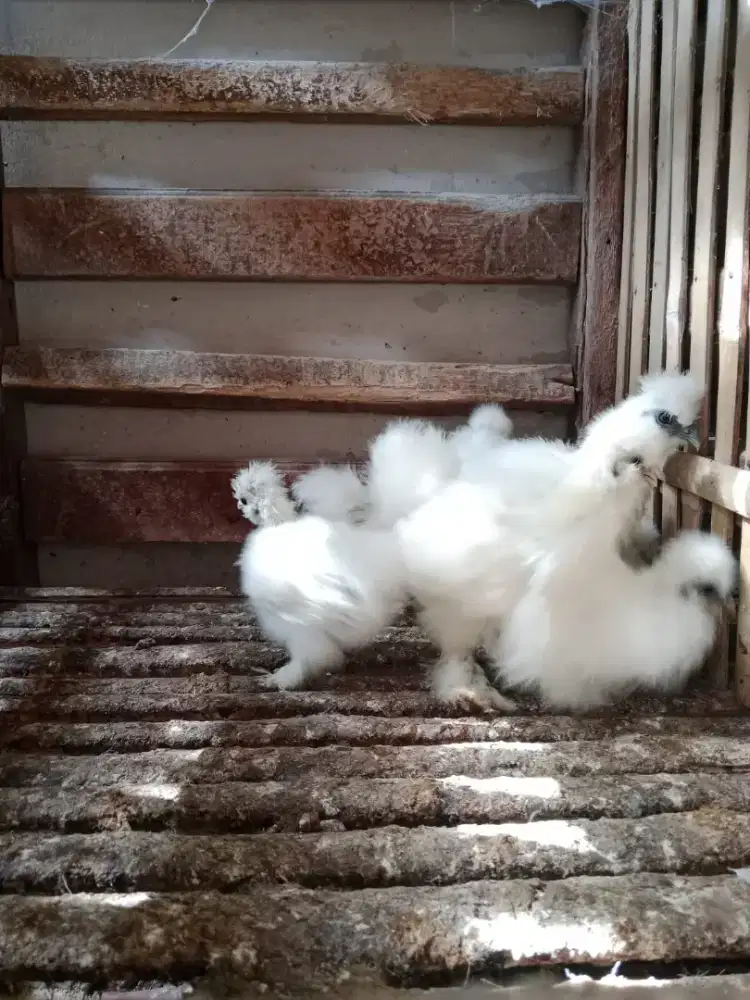 Ayam kapas Hias American Silky