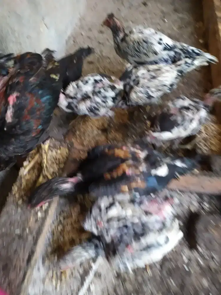 Ayam bangkok mangon x plucker