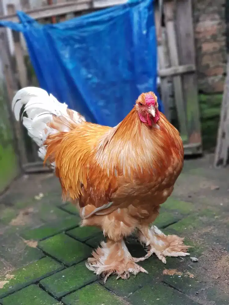 Ayam Brahma Gold Leced