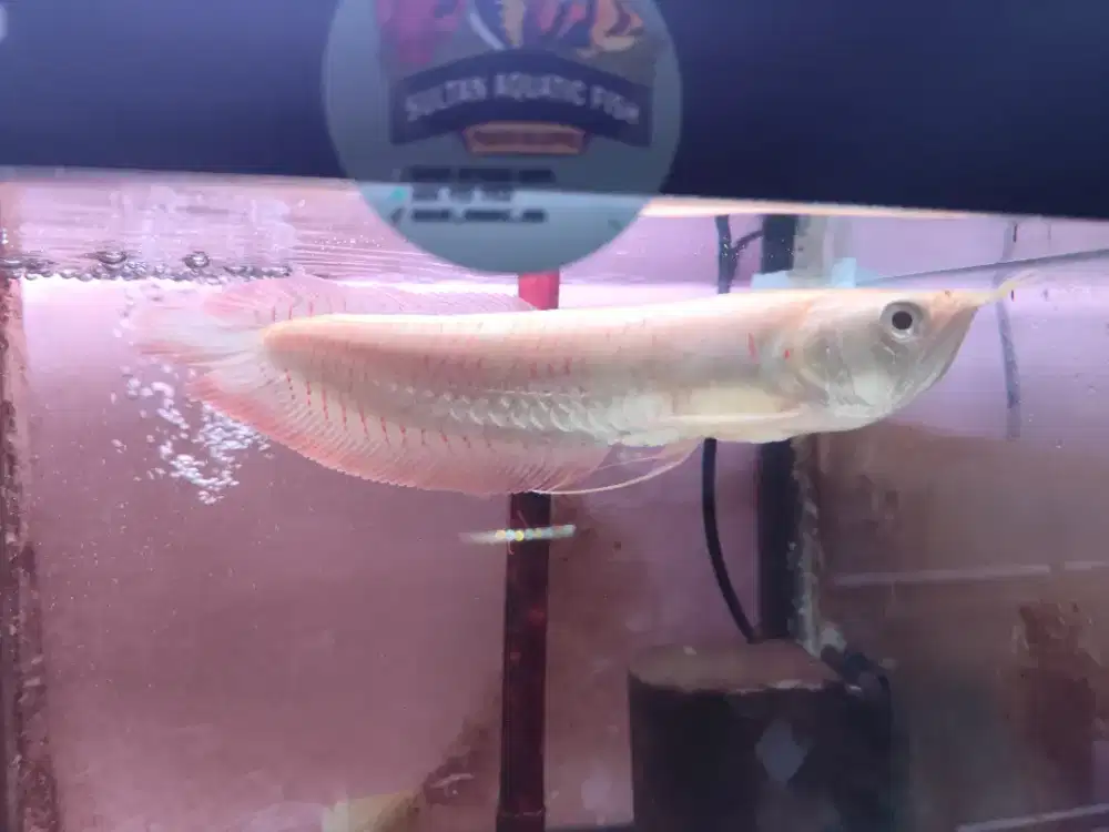 Ikan hias arwana silver red albino