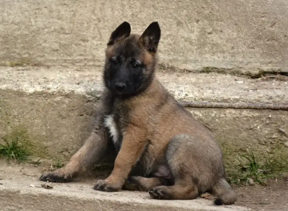 JUAL ANJING BELGIAN MALINOIS PUPPY