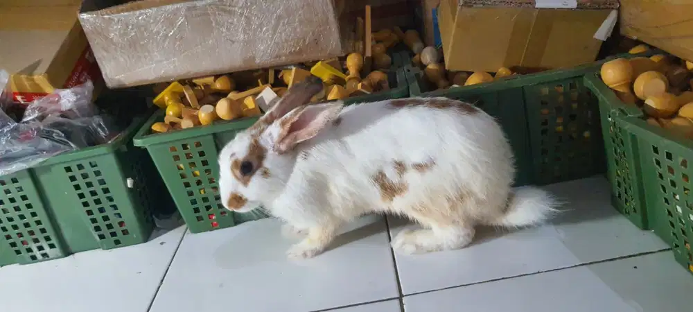 Dijual Kelinci Jantan Kelinci Lokal Lucu Imut Gemoy Sehat Gemuk