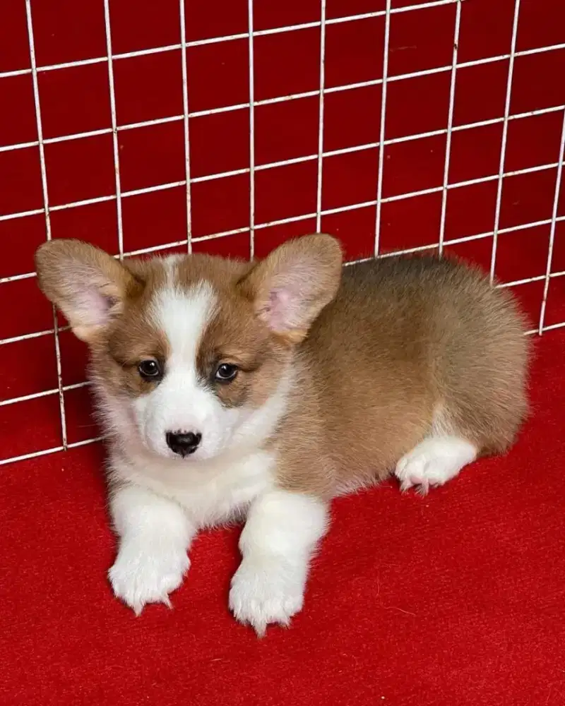 JUAL ANJING CORGI PUPPY