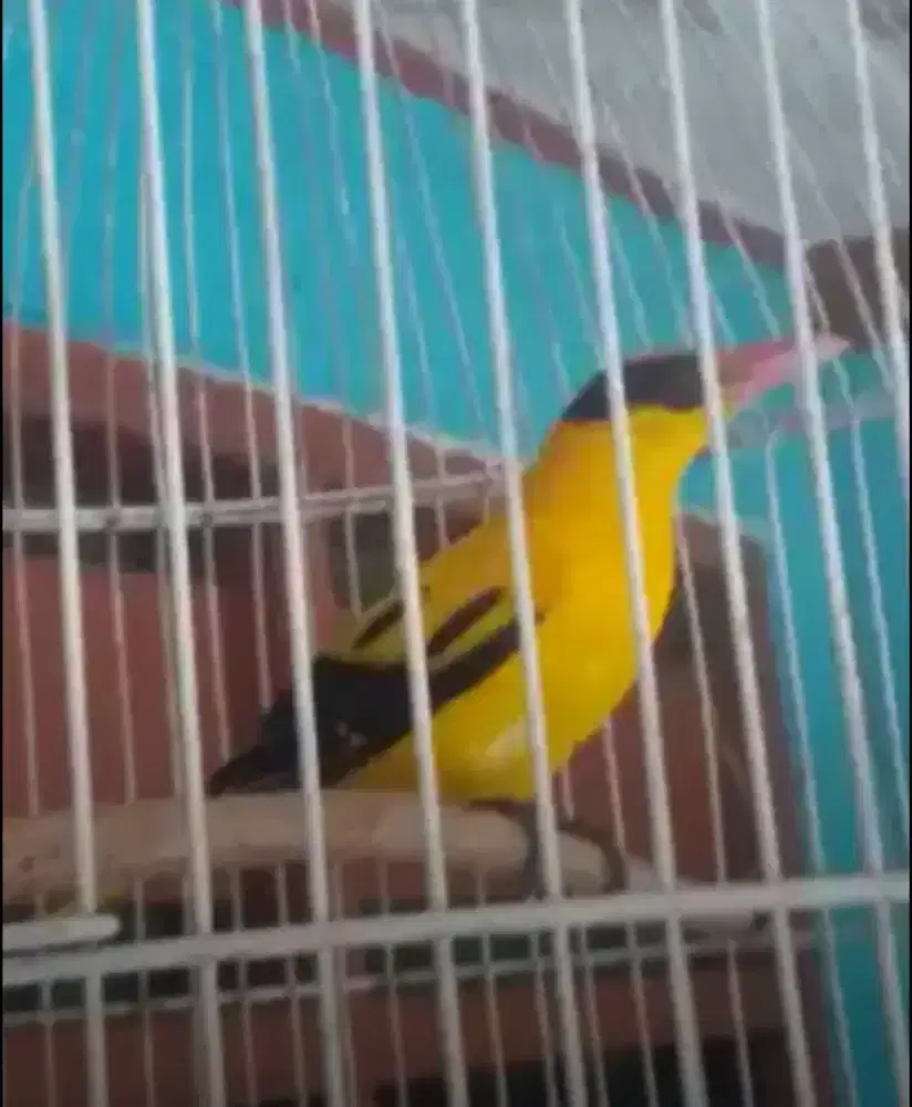 KEPODA GIRAS GI DOKOR MAKAN PURTOPSONG AJA KTP JANTAN 800 FULSET