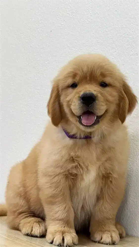 JUAL ANJING GOLDEN RETRIEVER PUPPY