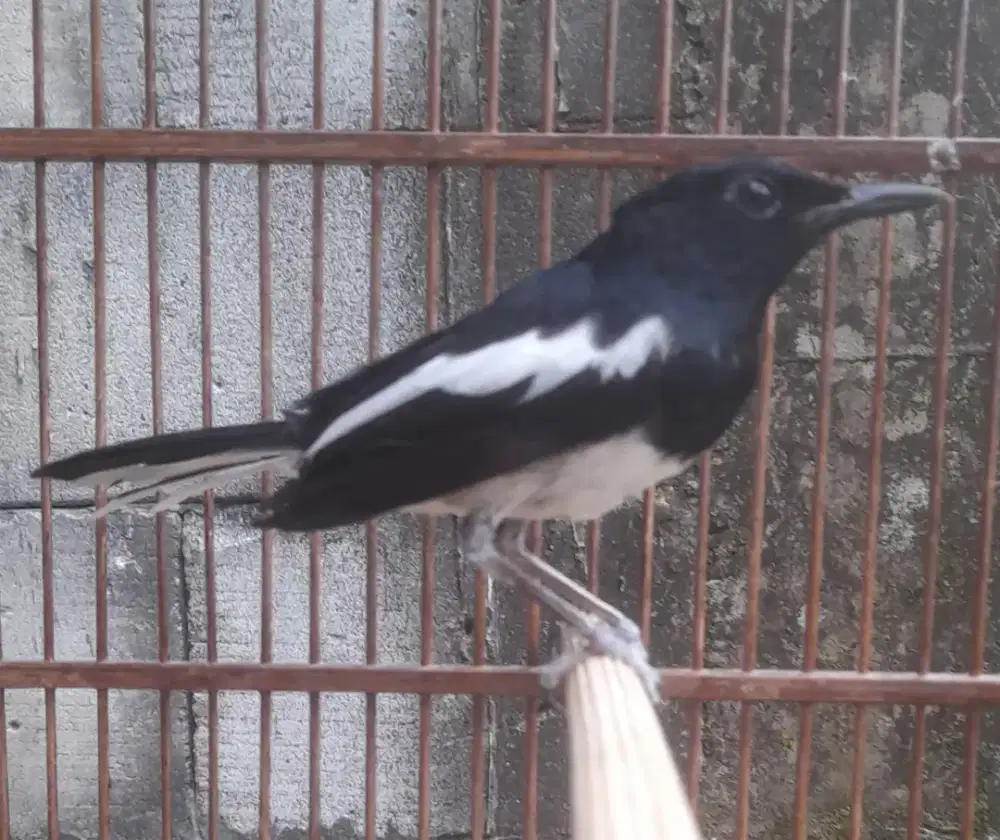 Kacer Priangan Ori Ex.Lapang