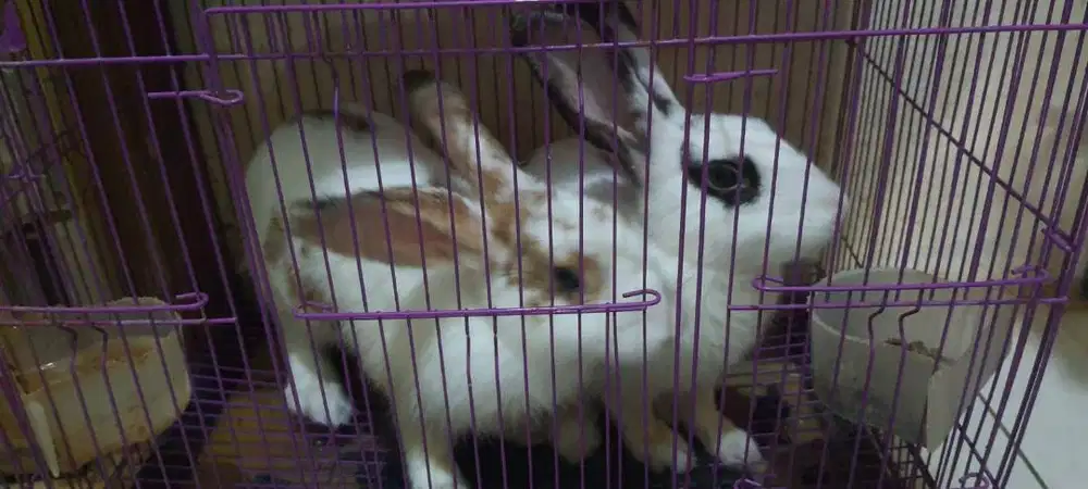 DI JUAL KELINCI SEPASANG UMUR 10 BULAN SEHAT GEMOY LUCU GEMES