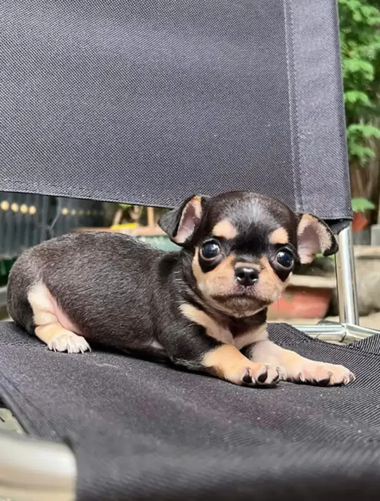 JUAL ANJING CHIHUAHUA PUPPY
