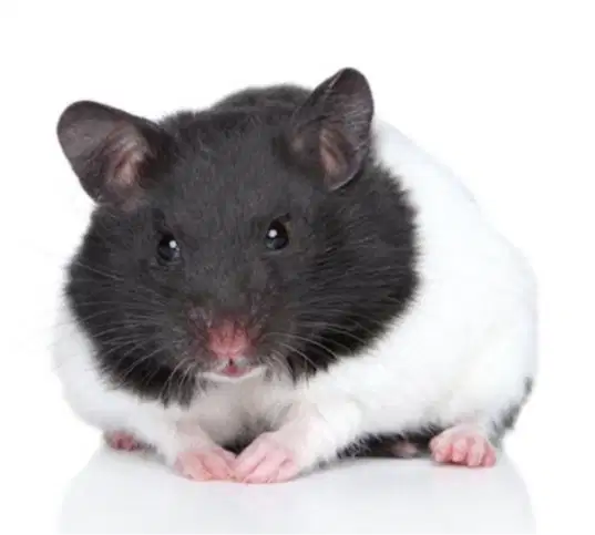 JAUL HAMSTER ANAKAN MURAH