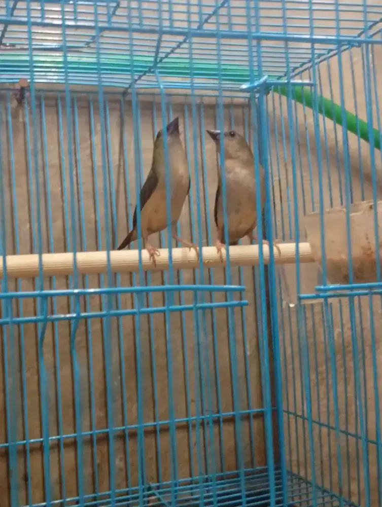 Burung Emprit bondol ijo sepasang