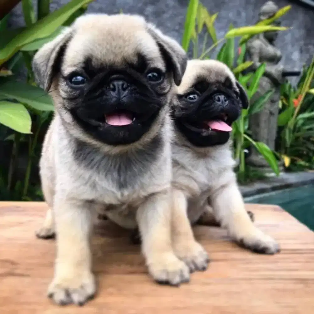 JUAL ANJING PUG PUPPY