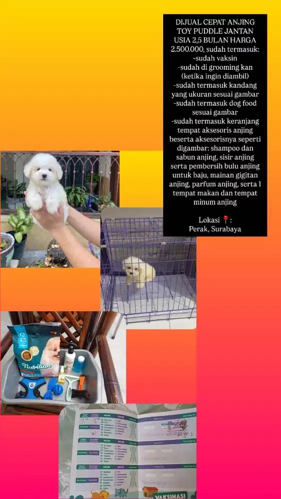 Dijual Cepat Anjing Toy Puddle usia 2,5 bulan