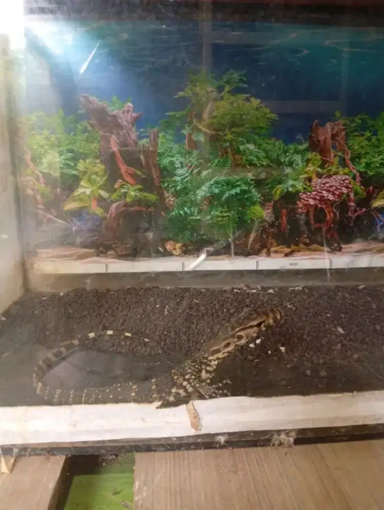 Anak kan  reptil jinek