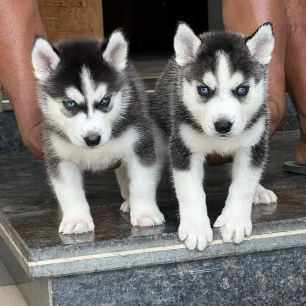 JUAL ANJING SIBERIAN HUSKY PUPPY