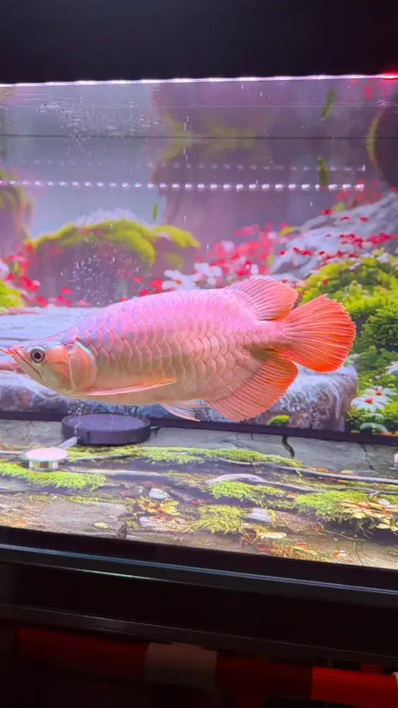 Arwana shortbody unik