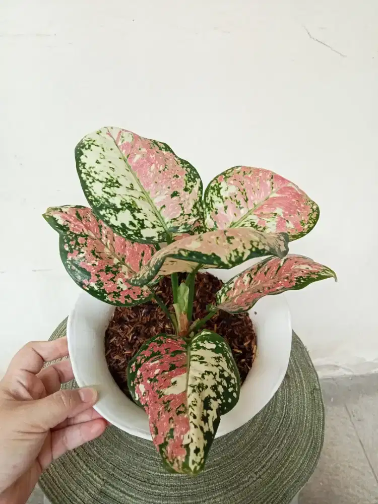 Aglonema Tri Colour