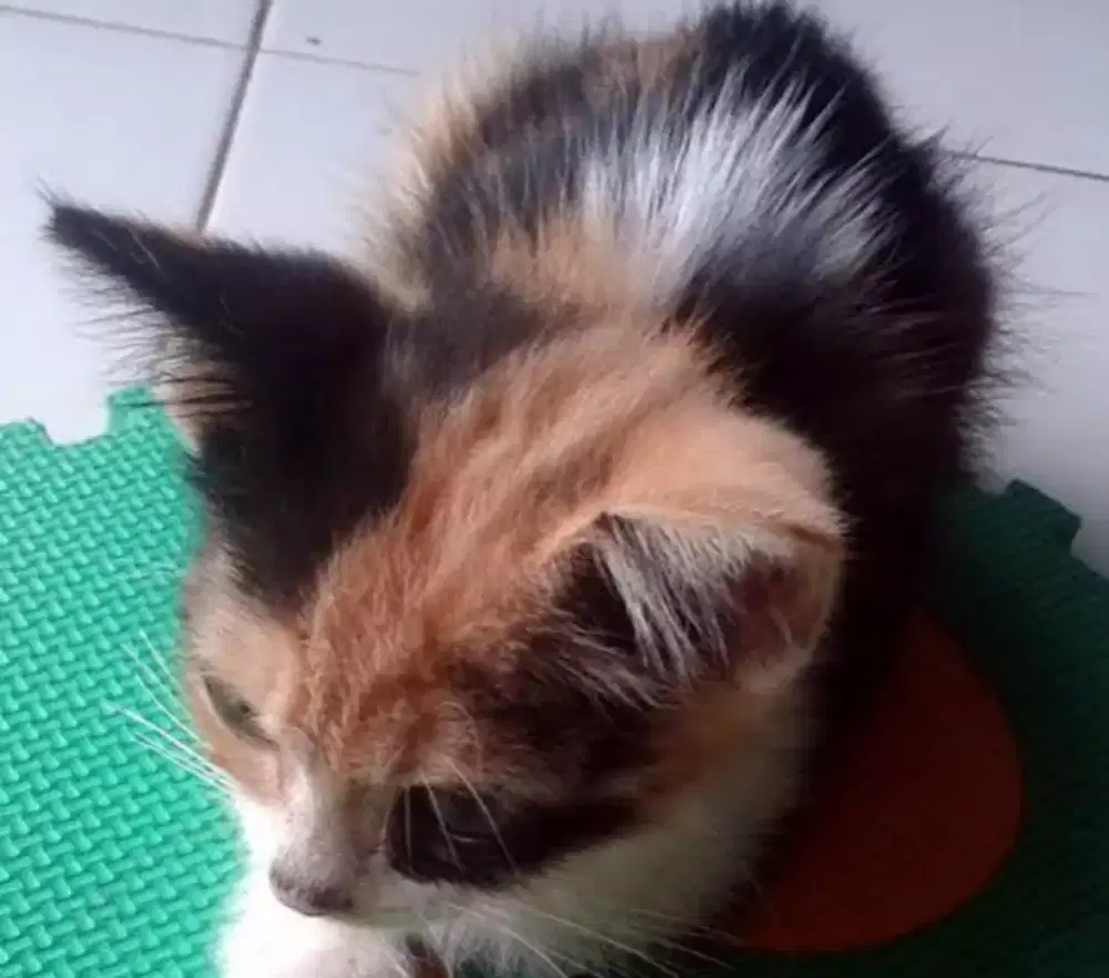 Di Jual Kucing Belang Tiga Jantan