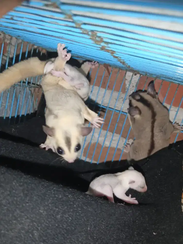 Jual borongan sugar glider+kandang