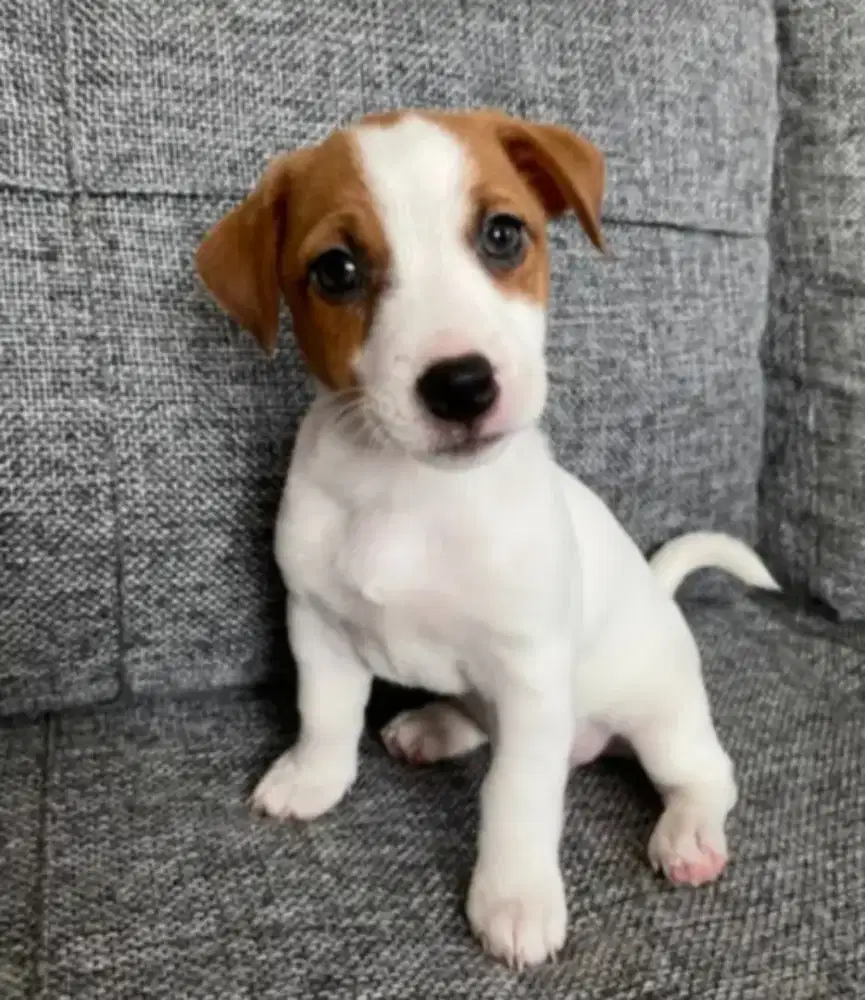 JUAL ANJING JACK RUSSELL PUPPY