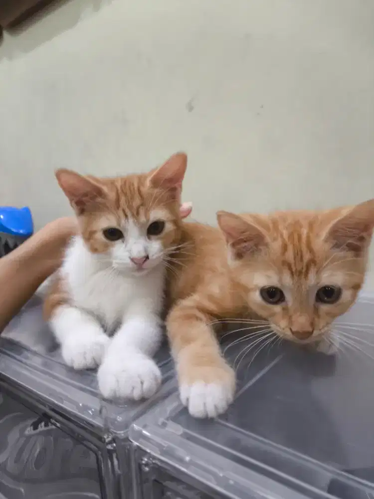 Anak kucing mix-mix dom