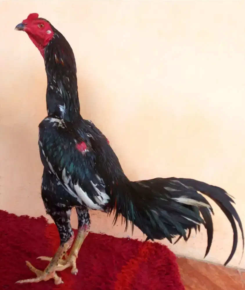 Ayam Line Black Bull X Magon, Umur 11 Bulan, Ukuran 4,5 Tulang Kasar