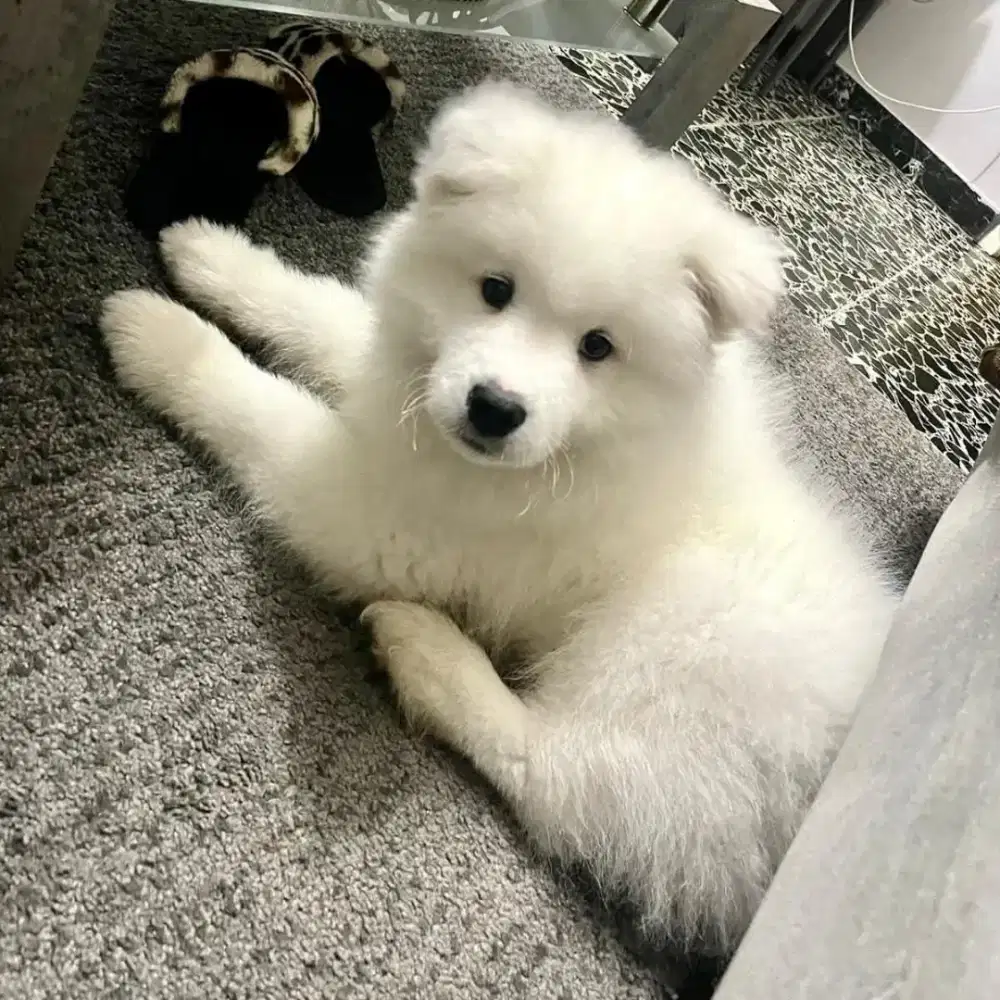 JUAL ANJING SAMOYED PUPPY