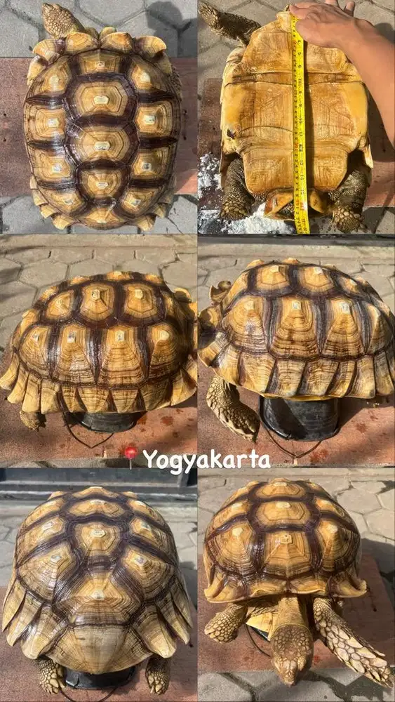 Kura Darat Sulcata Tortoise Jumbo Murmer