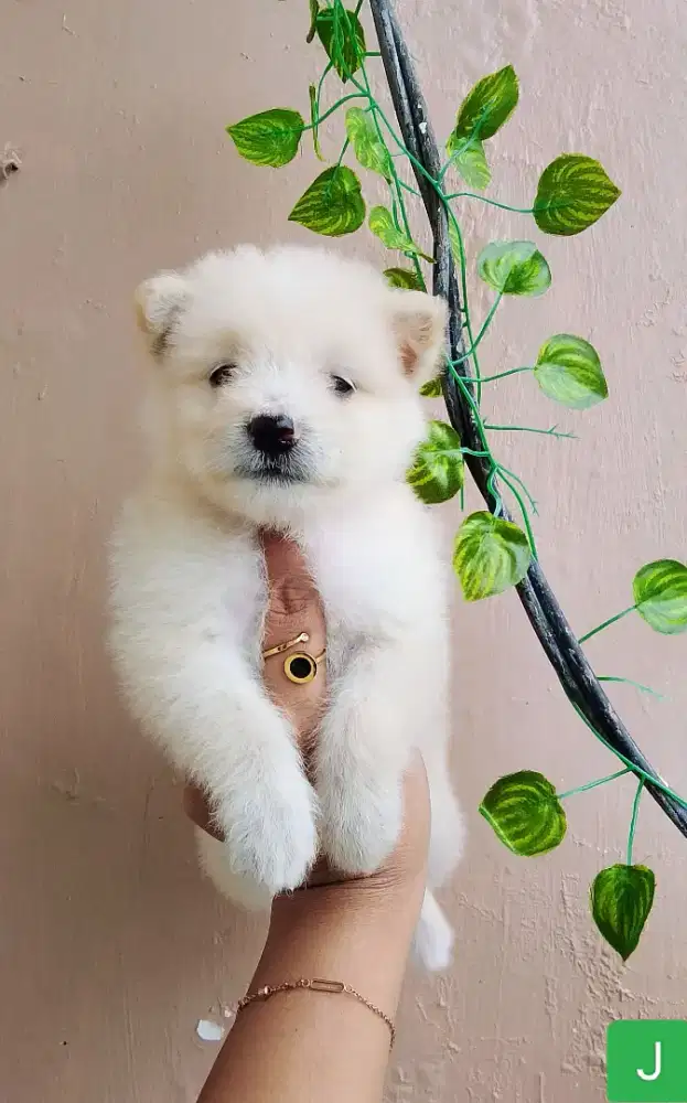 Puppy shitzu 2 betyna 1 jantan