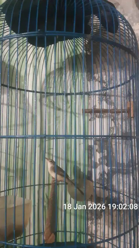 Ciblek sawah masih bahan