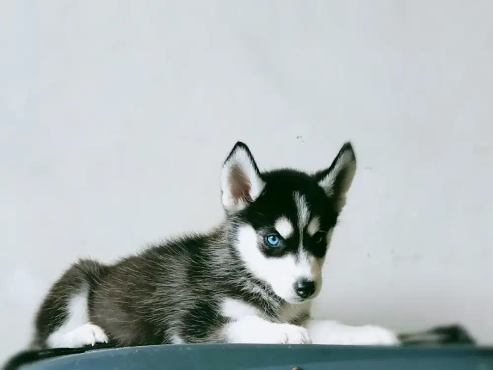 Siberian Husky Betina Cantik