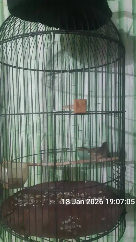 Ciblek gunung masih bahan