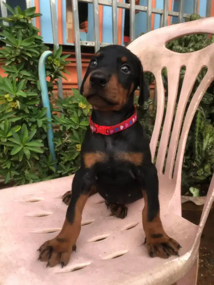 JUAL ANJING DOBERMAN PUPPY