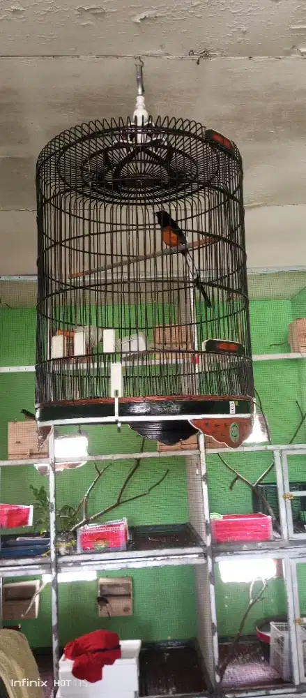 Muray Medan full shet