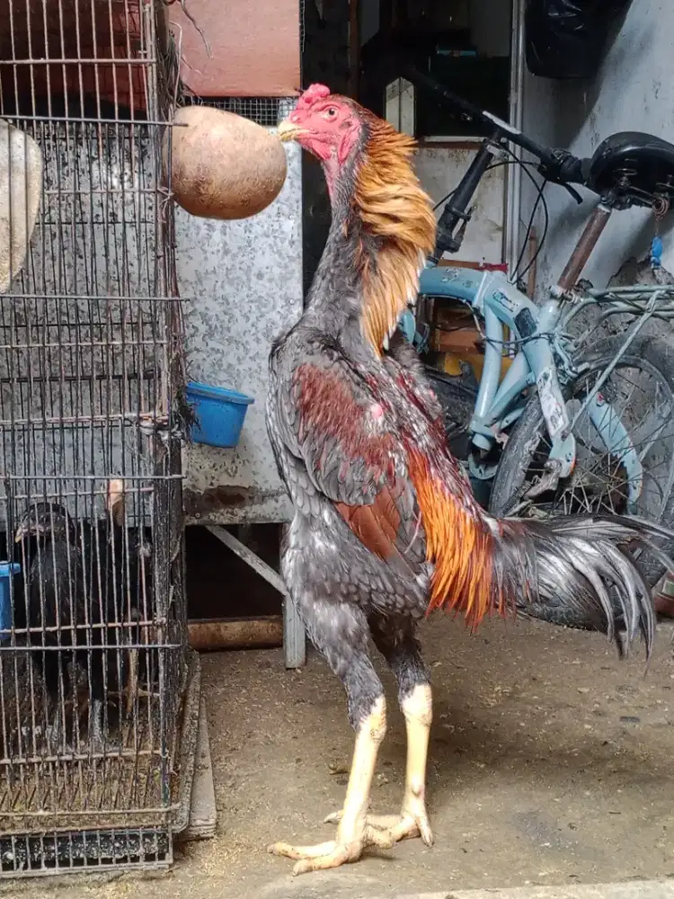 Shamo eropa nuber x zuther