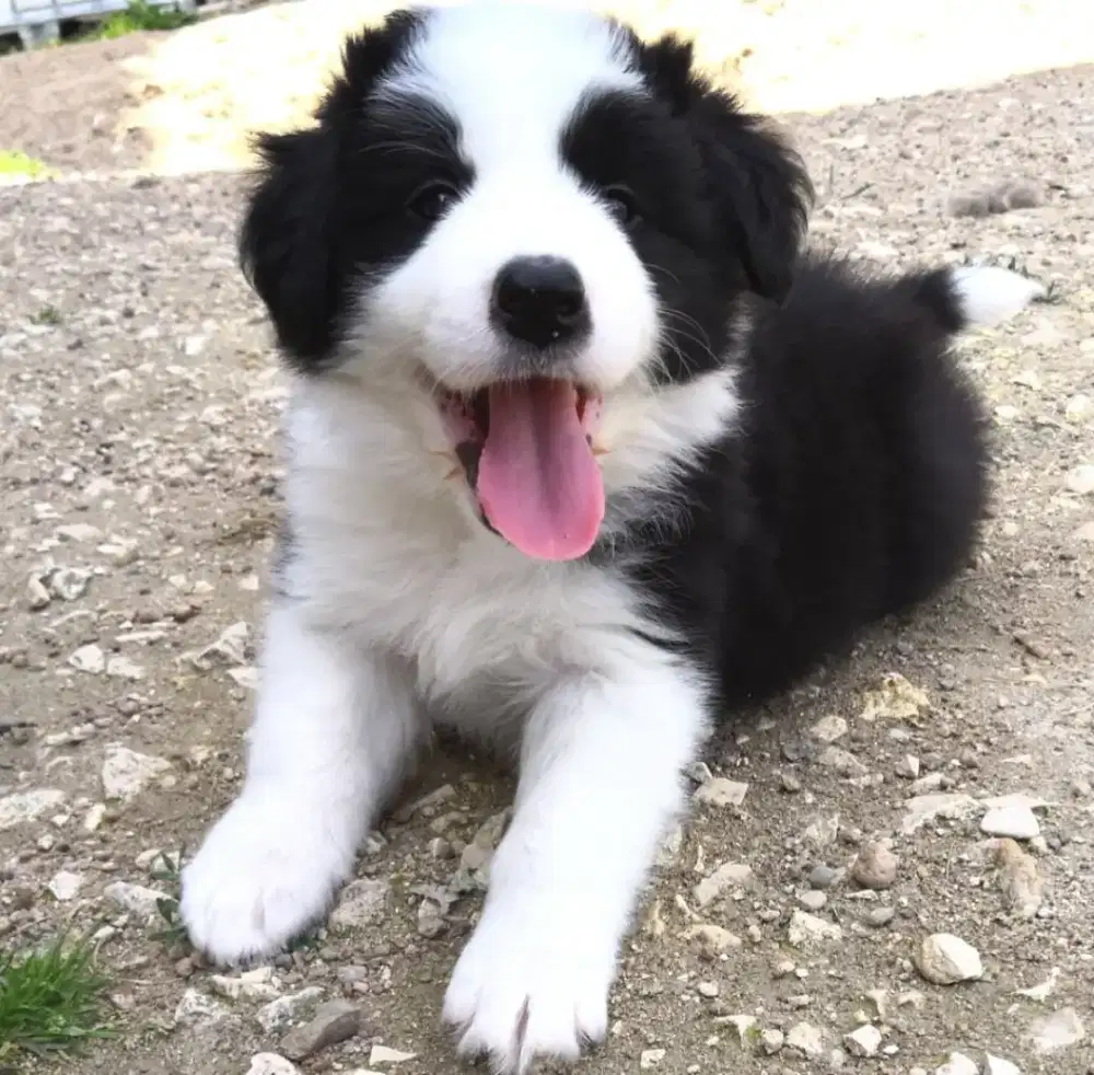 JUAL ANJING BORDER COLLIE PUPPY