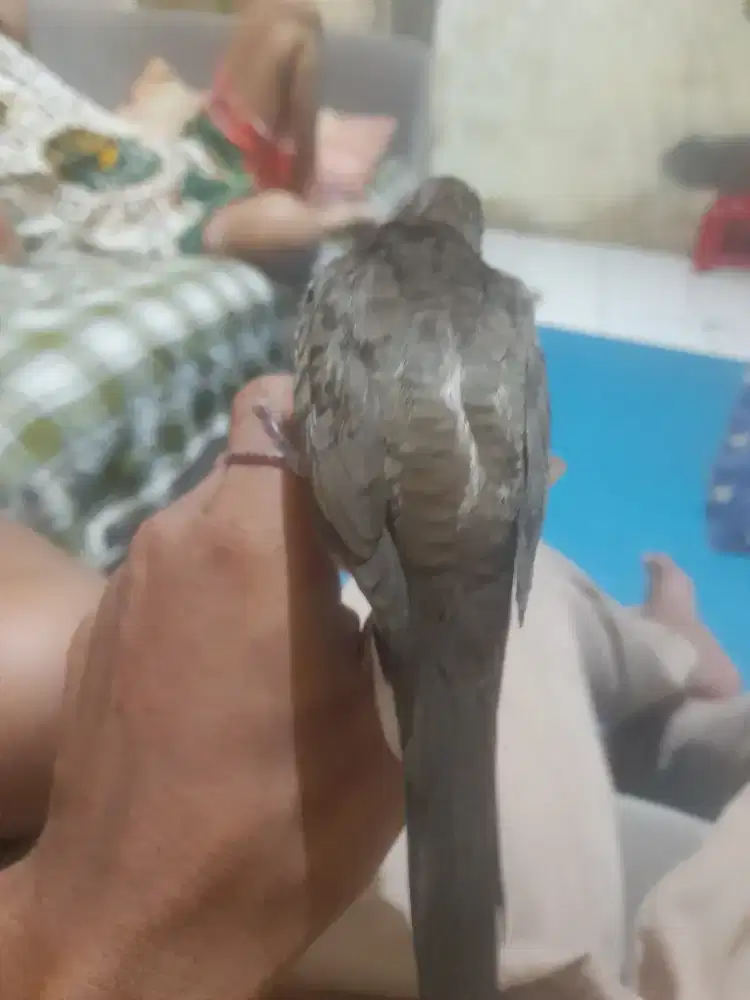 Perkutut local slsm katuranggsn rojo dino ekor r12 lama terawat