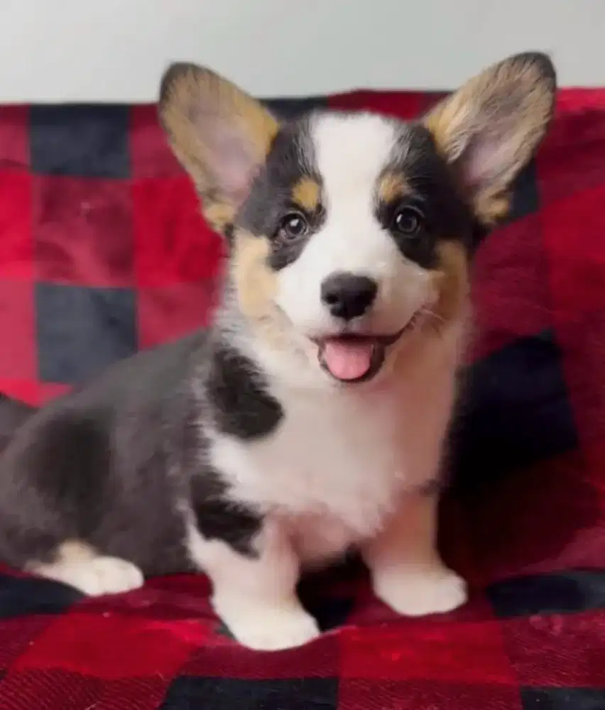 JUAL ANJING WELSH CORGY PUPPY