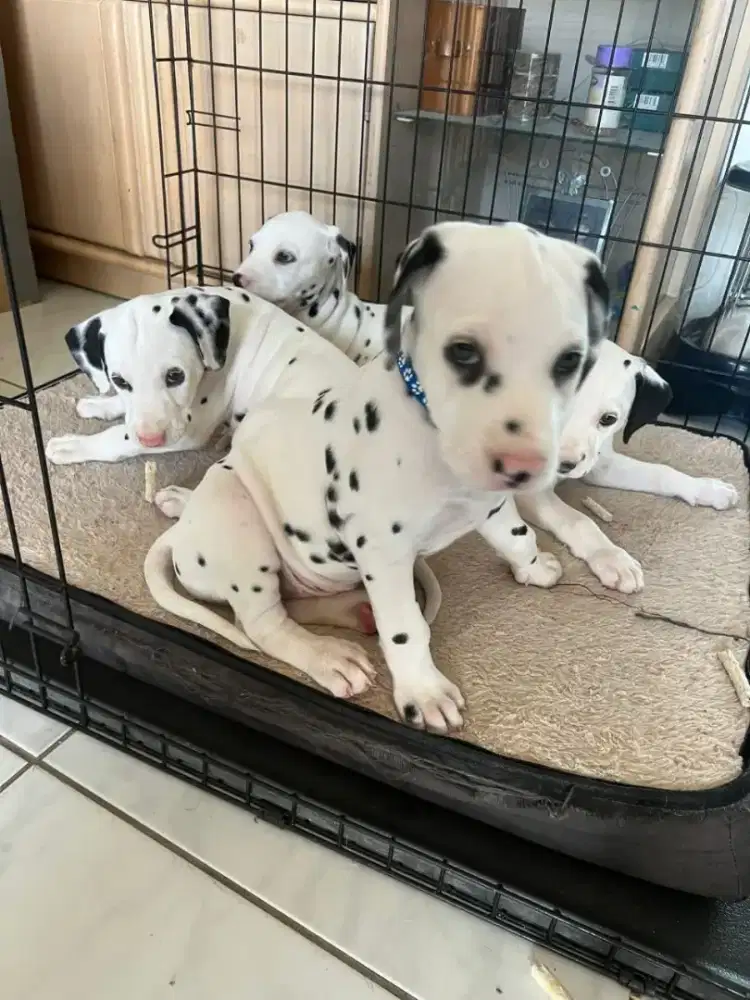 JUAL ANJING DALMATIAN PUPPY