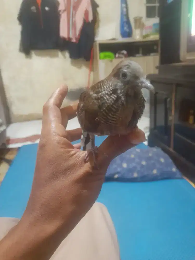 Perkutut katuranggan satrio pemanah ekor 13 lama teraeat