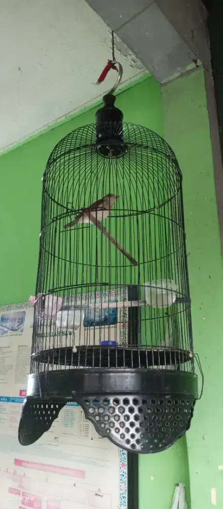 Kancilan Bakau Jantan full shet