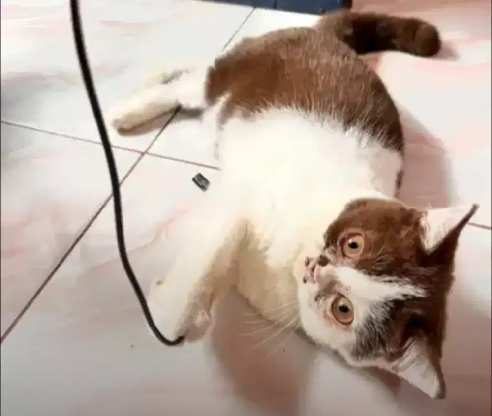 Kucing british shorthair bsh british short hair