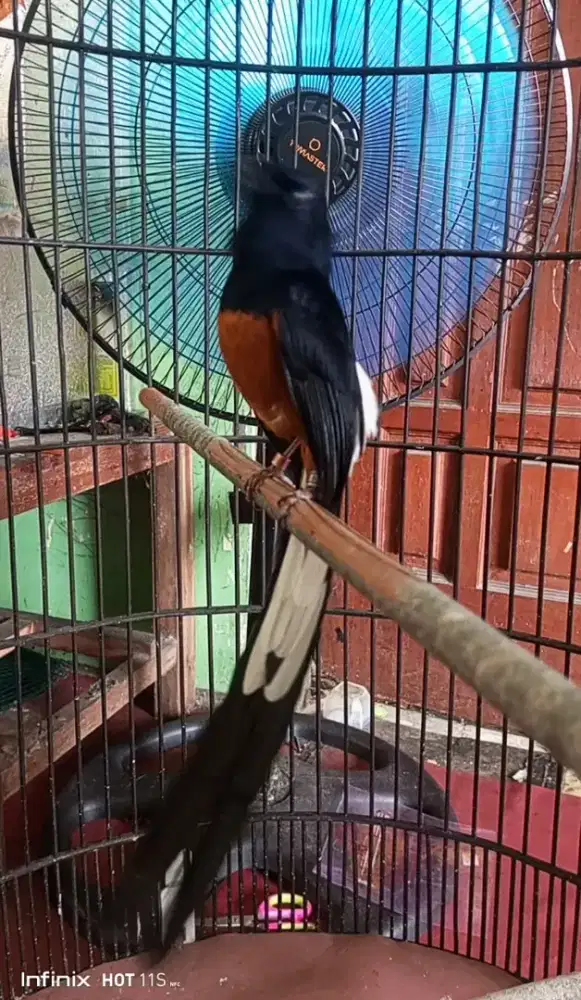 Muray Medan gacor fs ekor 20