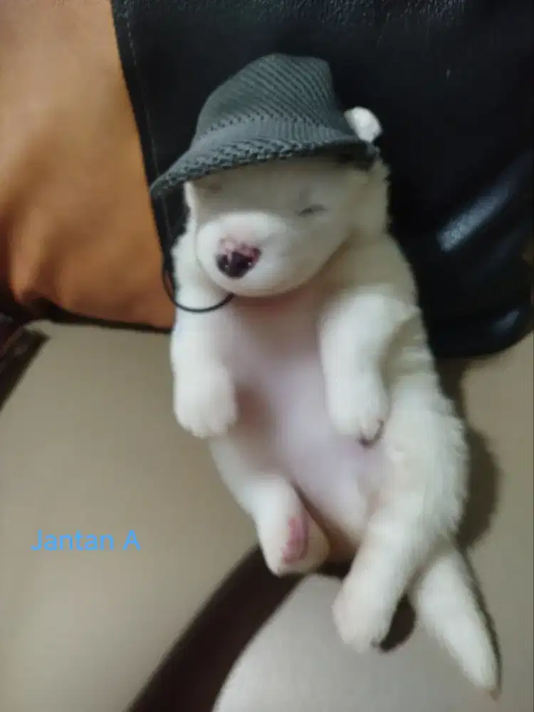 Jual Samoyed Puppies Jantan Stamboom