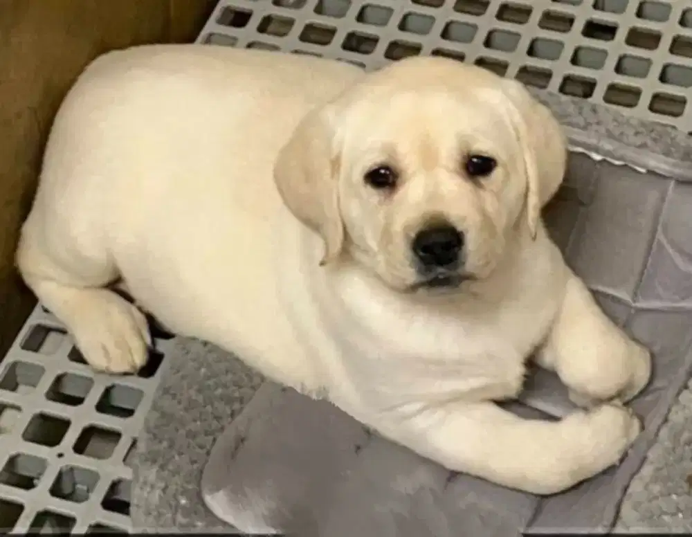 JUAL ANJING LABRADOR RETRIEVER PUPPY