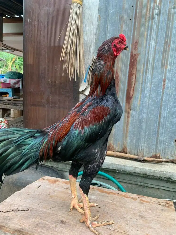 Yam bangkok x pamangon