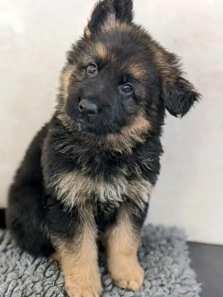 JUAL ANJING HERDER PUPPY