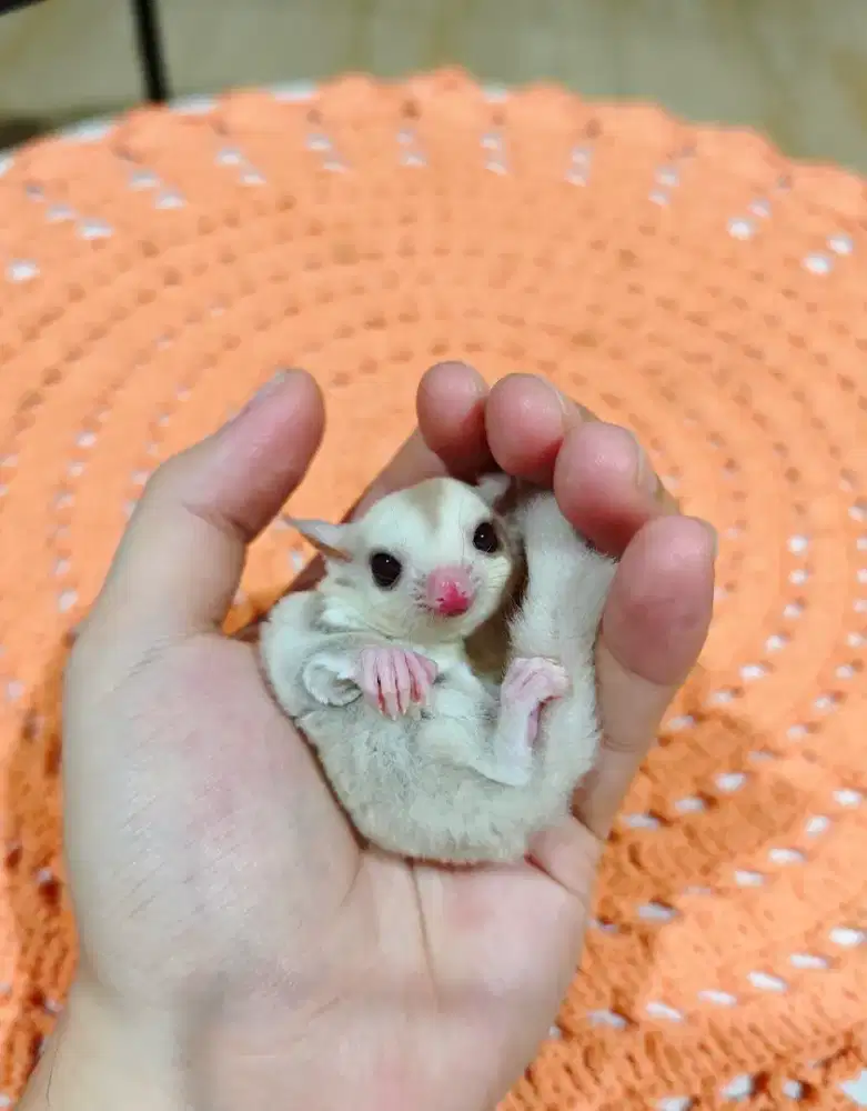 Sugar Glider Joey Creamino Jantan